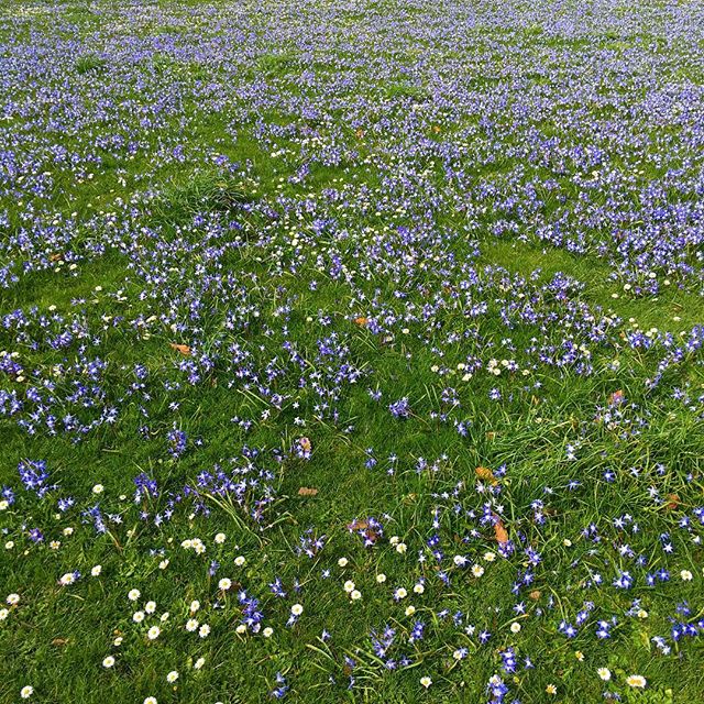 Lots of blue flowers at Kew. If I was a true 'Friend of Kew' I would know what they are.